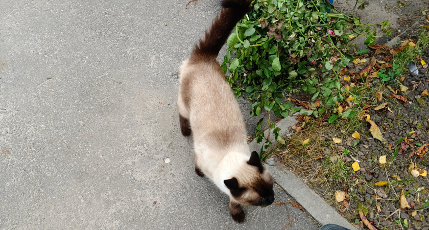 Можно ли кормить бездомных кошек: ветеринар предупредил о последствиях «псевдодоброты»