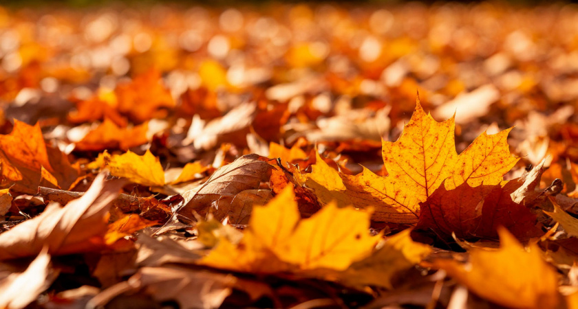 Правда об опавших листьях ореха: почему их не стоит бояться в саду