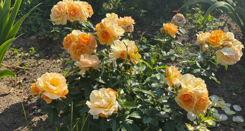 Как не надо укрывать розы: 6 ошибок, которые губят растения