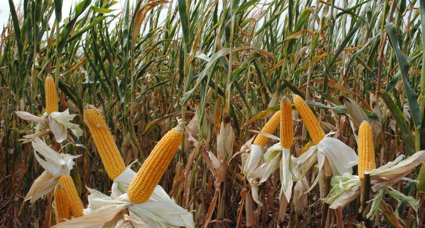 В Измалковском округе собирают по 128 центнеров кукурузы с гектара