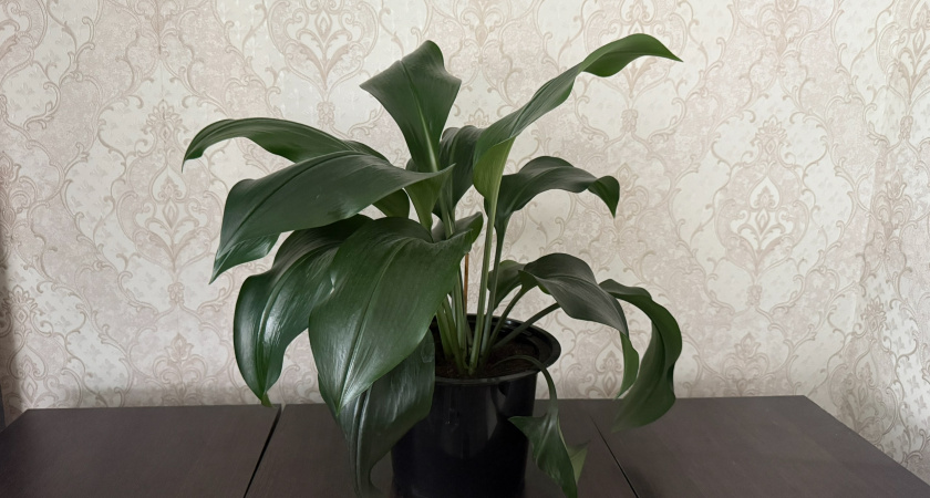 Добавьте всего 1 ложку в горшок: листья спатифиллума вырастут больше ладони – о желтых пятнах забудете надолго
