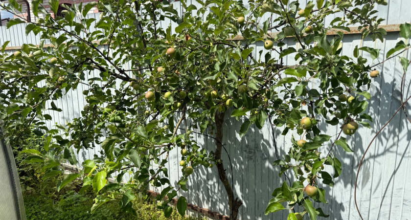 Частая ошибка садоводов во время обрезки: как сделать «ленивый сад» и больше не вспоминать о сложностях