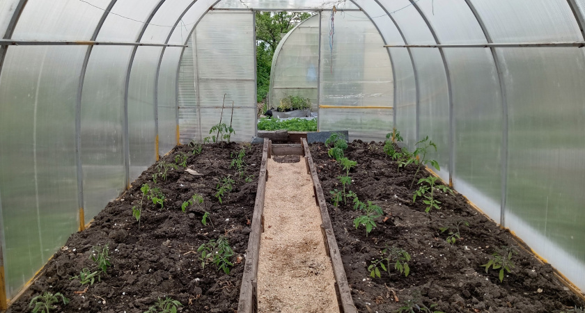 Не нужно идти в лабораторию: как проверить кислотность почвы простыми домашними методами