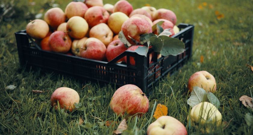 Липецкие садоводы собрали 74 тысячи тонн яблок и ягод