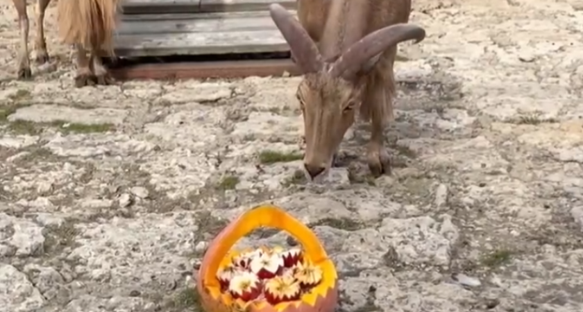 Киперы липецкого зоопарка убрали сладости из рациона баранов