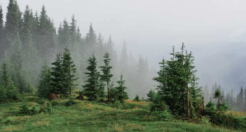 Возле ОЭЗ «Липецк» добровольцы высадили 13500 деревьев за день