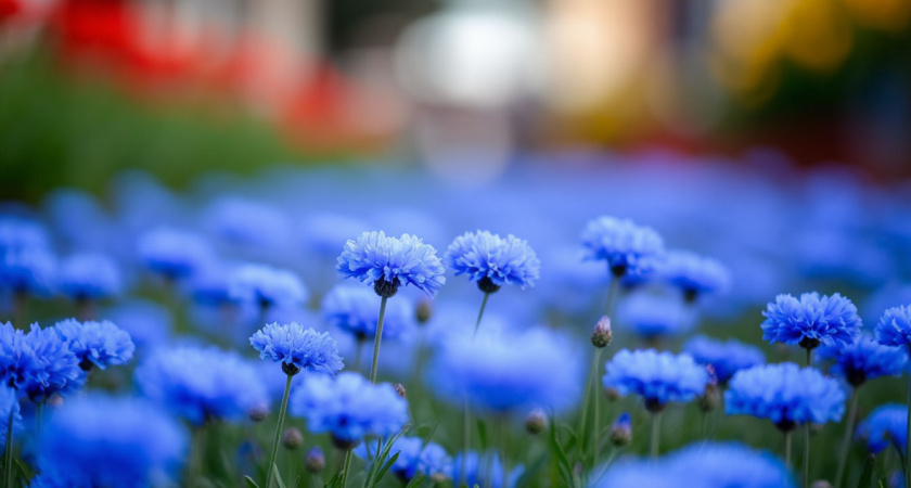 Как продлить цветение сада? Синие многолетники цветут с апреля по ноябрь