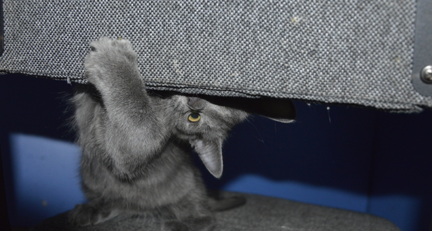 Сигналы от кошки, которые пропускает каждый второй хозяин: как понять, когда она играет, а когда – злится