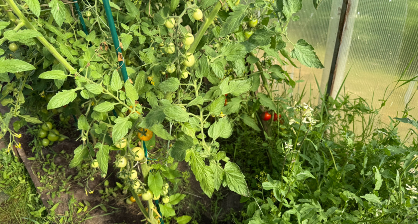 Проверенные сорта томатов для рекордного урожая: будете собирать по 7 кг с куста – а на вкус как мёд