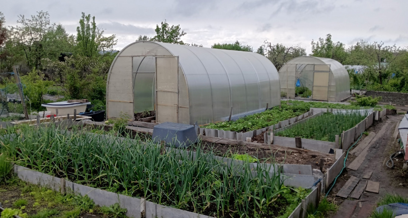 Не бойтесь экзотики: 9 редких овощей, которые легко вырастить на обычной даче