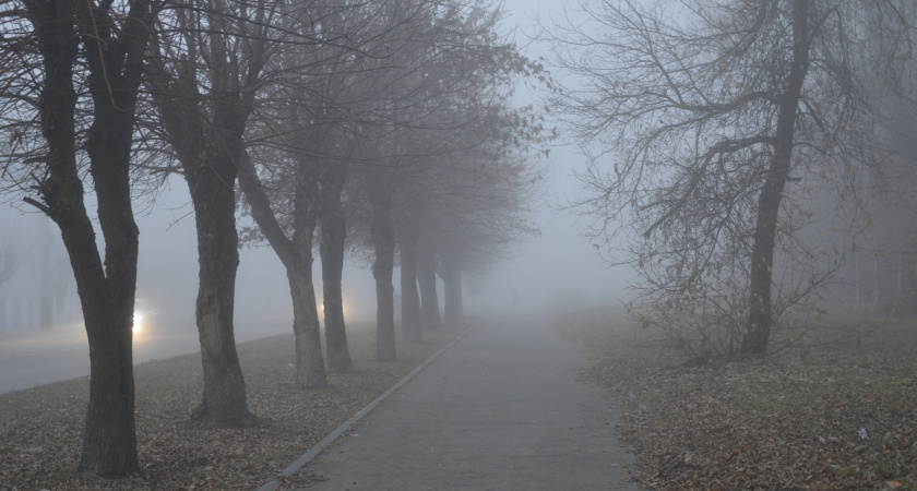 10 ноября в Липецкой области ожидается до +11