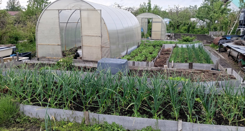 Больше никакой рассады на подоконнике: как подзимний посев избавил меня от забот и грязи