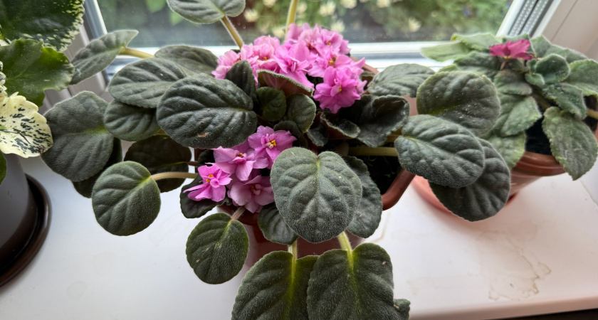 Мешаю 1 пакетик с водой, и комнатные цветы растут как бешеные — на подоконнике зимой тропический оазис