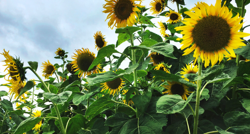 Липецкие аграрии собрали почти миллион тонн масличных культур