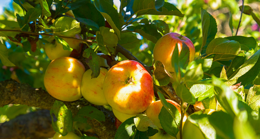 Яблоням и грушам в ноябре — забота на всю зиму: обливаю стволы — и кора чистая, вредители спят, а весной — ни одного заболевания