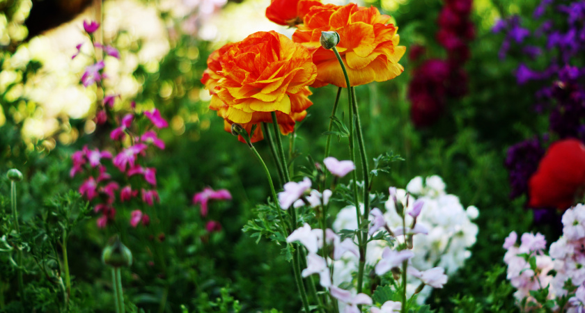 Порядок без хлопот: 8 многолетников которые прекрасно впишутся в сад