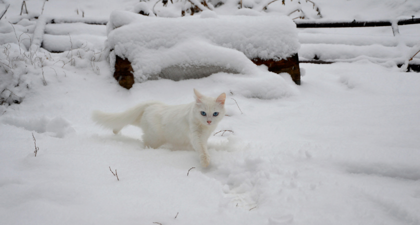 Зимой придёт то, чего не было с 1777 года: метеорологи сказали, чего ждать россиянам