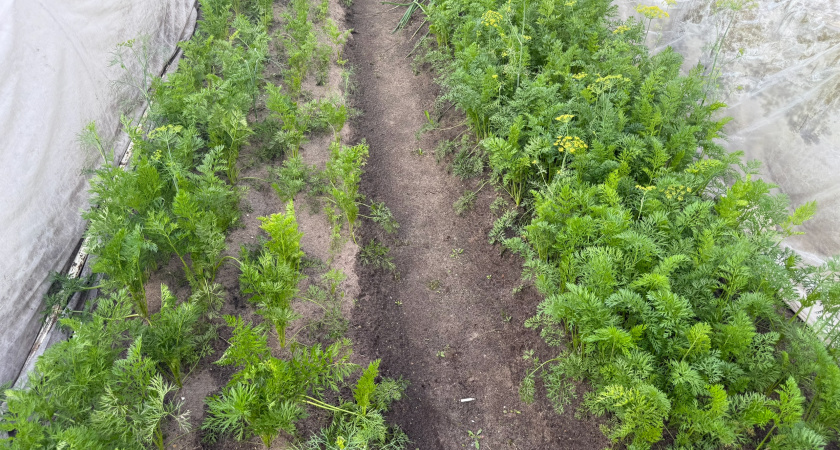 Сажаем морковь под зиму только так – как получить ранний урожай сладких корнеплодов