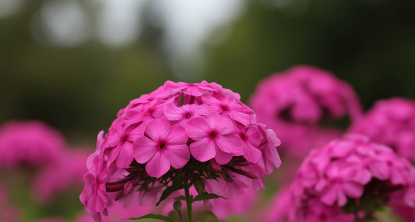 Посадите в ноябре — весной в саду вас встретит малиновый ковер: многолетник с выраженным ароматом