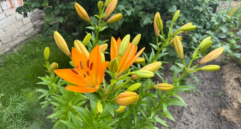 Мой секрет цветника, который уже в мае радует глаз зеленью: 12 вариантов посадки под зиму