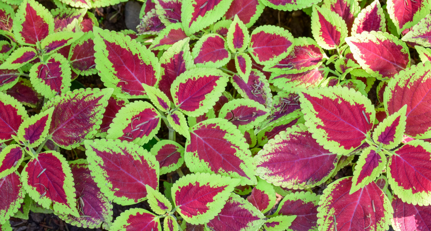  Какой Колеус лучше всего выбрать: советы по уходу для разных сортов - что нужно знать