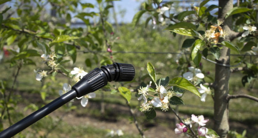 Добавьте это в побелку — и деревья будут под защитой всю зиму: проверенный способ