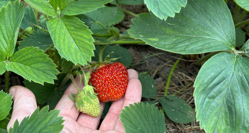 Самые урожайные сорта клубники, которые за много лет хорошо себя зарекомендовали: не подведут даже в неудачный год