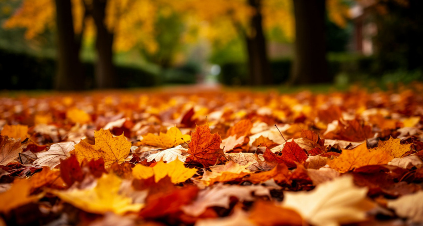 Обычные осенние листья спасут ваш сад зимой: простой способ, о котором многие забывают