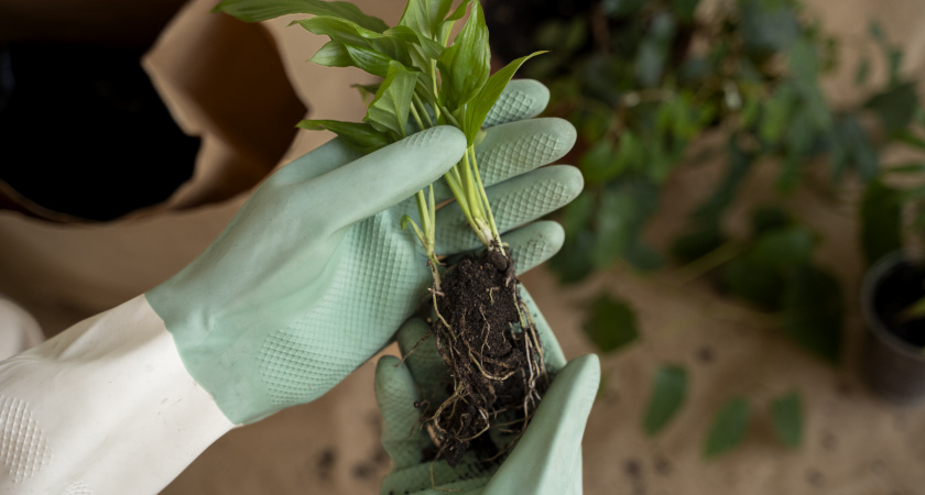 Секрет умного садовода: почему осенью растения и дешевле, и приживаются лучше