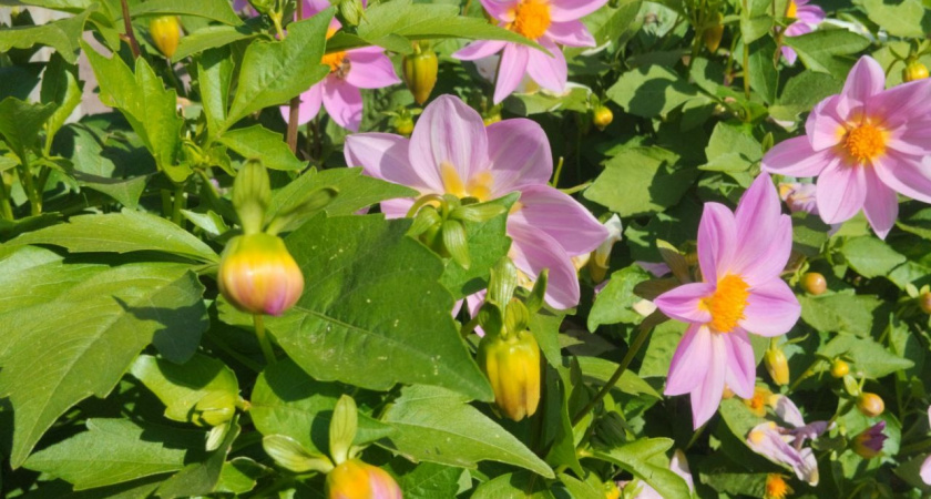 12 очаровательных цветов, которые сеют сразу в грунт: украсят любую дачу и сад