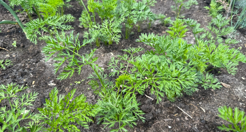 Морковь — сладкая, как мед: под зиму в грядку кладу не золу, а порошок, о котором все забыли