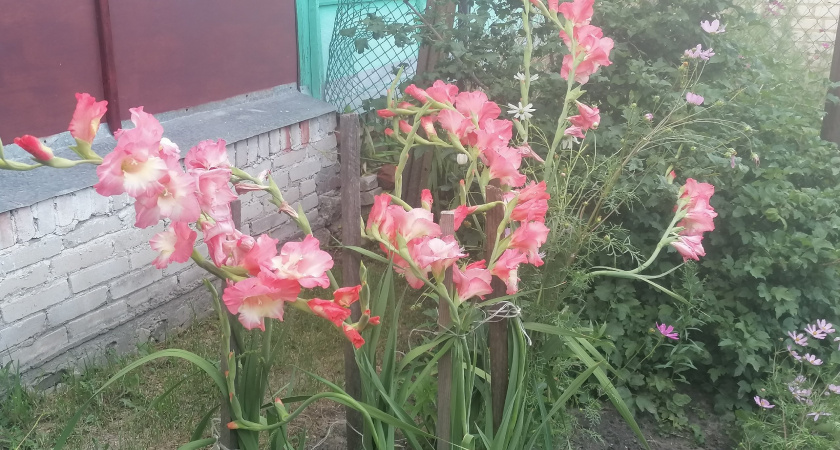 Секрет гладиолусов: советы, которые помогут добиться шикарного цветения