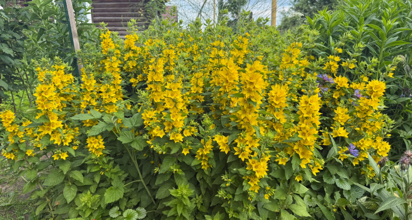 Перестаньте сажать однолетники: 5 многолетников, которые растут сами — без полива, подкормок и вашего участия