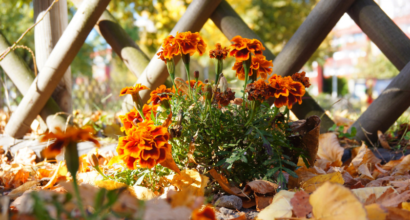 Сад спит, садовод работает: готовим растения к морозам по правилам