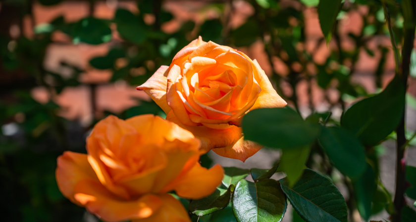 Садовая сказка своими руками: пышные и здоровые плетистые розы для ленивых