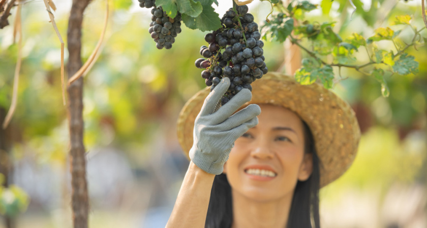 В регионе появился официальный День вина