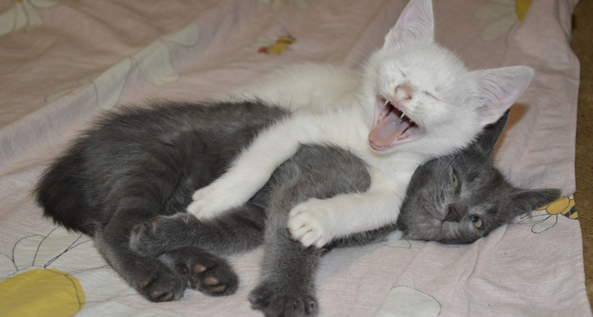 Почему кошки дерутся и как их помирить: 4 причины и практические советы