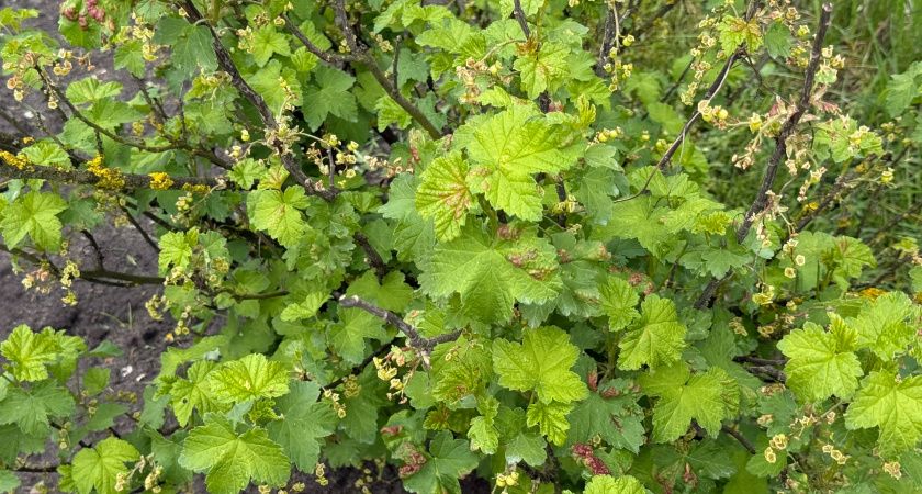 Листья малины, смородины и мяты: реальная польза листьев или выдумка производителей чая