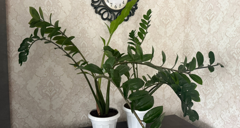 Всего 5 капель в воду для интенсивного роста замиокулькаса: рахисы пойдут без передышки — важная подкормка