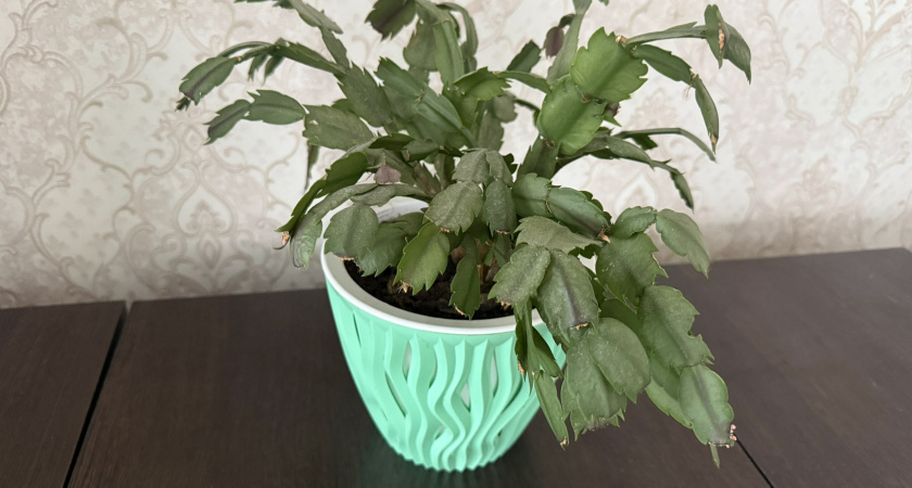 Не к Новому году, а раньше: в зиму декабристу помогает зацвести всего одна подкормка — совет цветовода