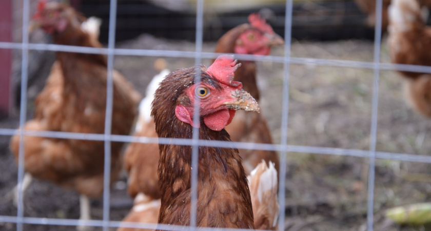 Зимой угощаю кур зерном по-другому — несут яйца лучше, чем летом: белорусский способ