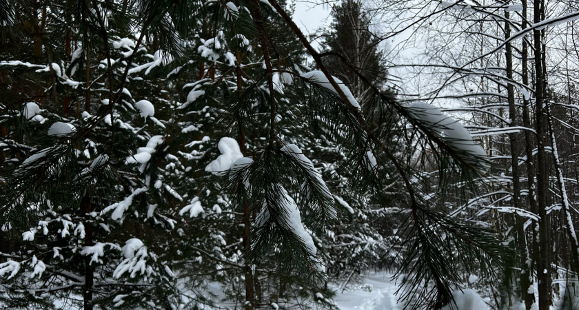 В липецком регионе ужесточат контроль за вырубкой хвойных деревьев до конца декабря