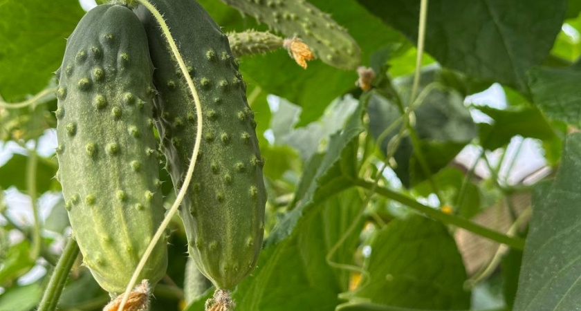 Стойкий и урожайный: в 2026-м сажаем огурец, способный плодоносить даже в тени — выращиваю на грядках, балконе и подоконнике