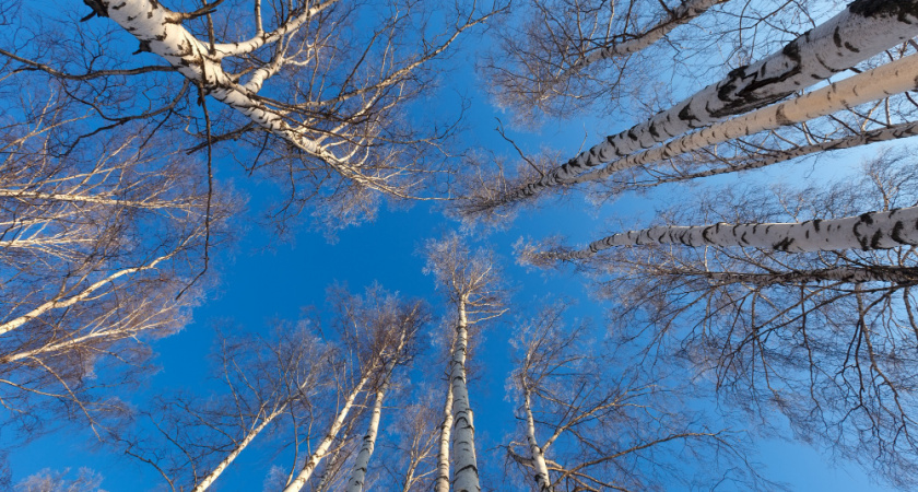 Бывшую чиновницу судят за упавшие на людей деревья