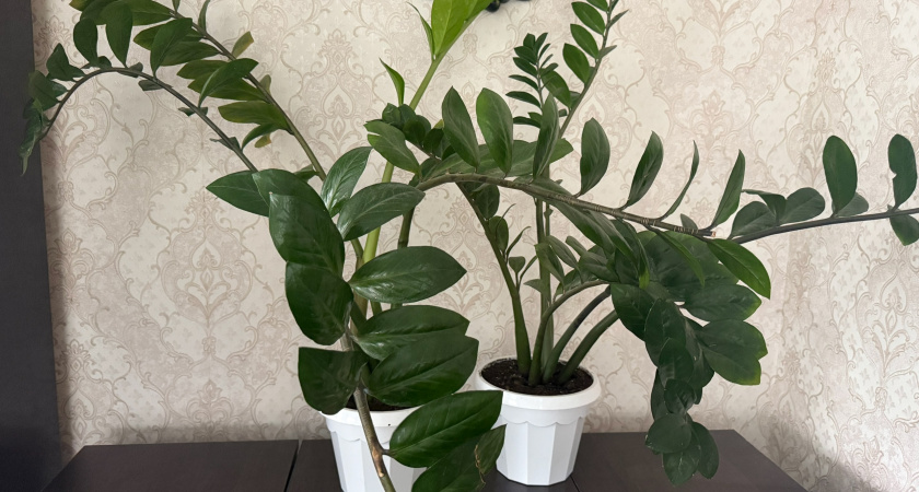 1 ложка в воду — и замиокулькас распирает горшок: простая подкормка для упругих рахисов и мощных клубней