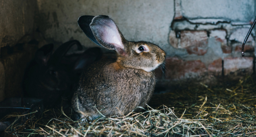 Полиция задержала 65-летнего похитителя домашнего животного