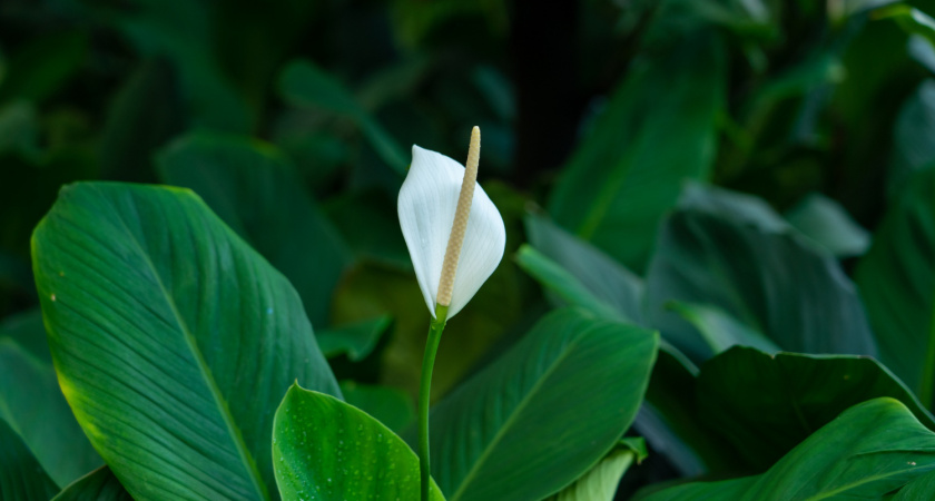 Спатифиллум выпустит «белые паруса»: 1 мл на горшок — красота и пышное цветение на подоконнике