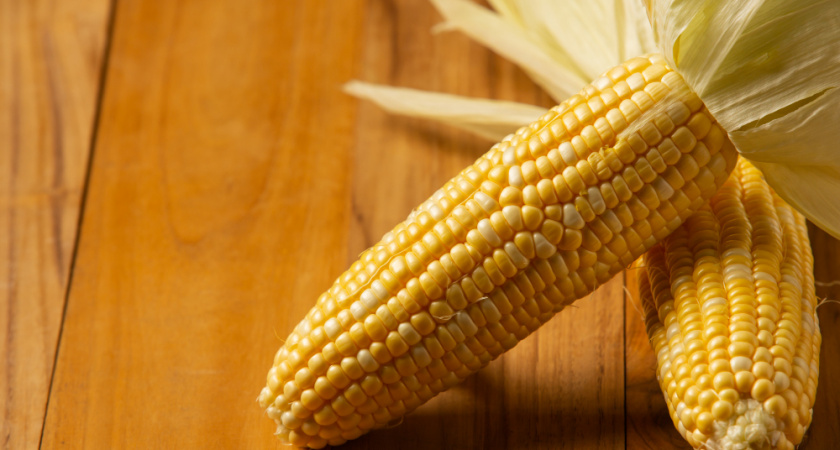  Липецкие фермеры собрали рекордные 500 тысяч тонн кукурузы