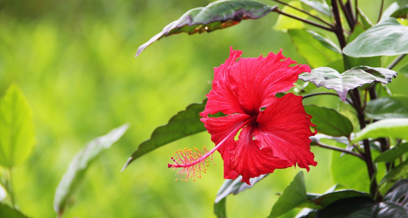 Почему гибискус сбрасывает бутоны: как добиться постоянного цветения от розы в домашних условиях