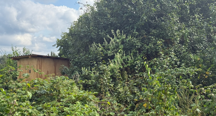 Как за 100 рублей избавиться от запаха уличного туалета: проверенный метод